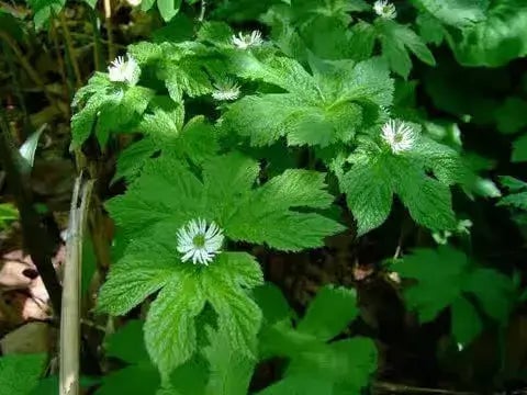 Goldenseal plant
