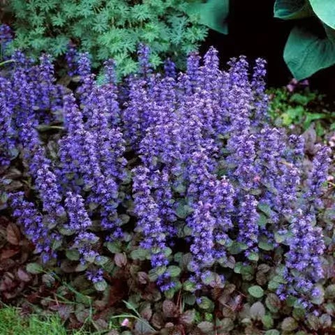 Ajuga Reptans plant