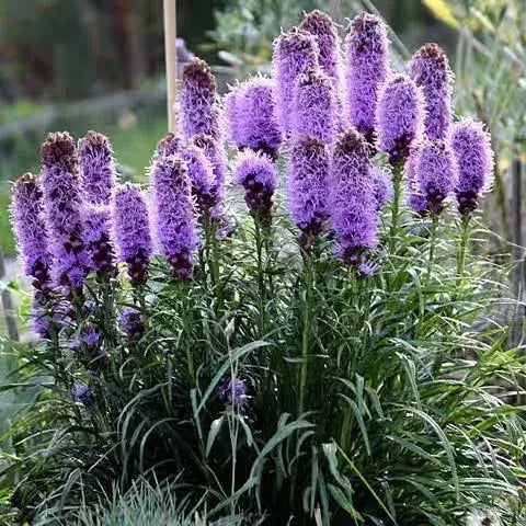 Blazing Star