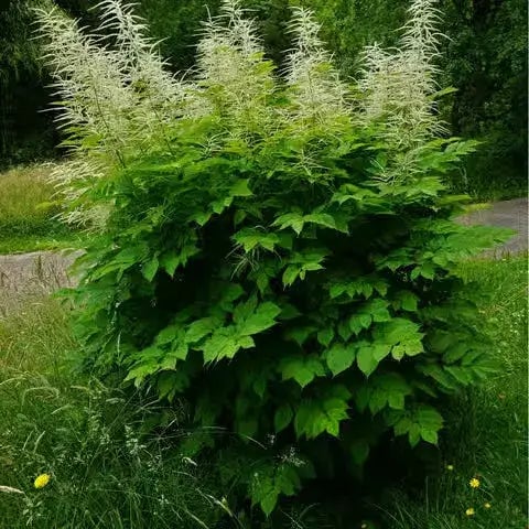 Goat’s Beard Plant