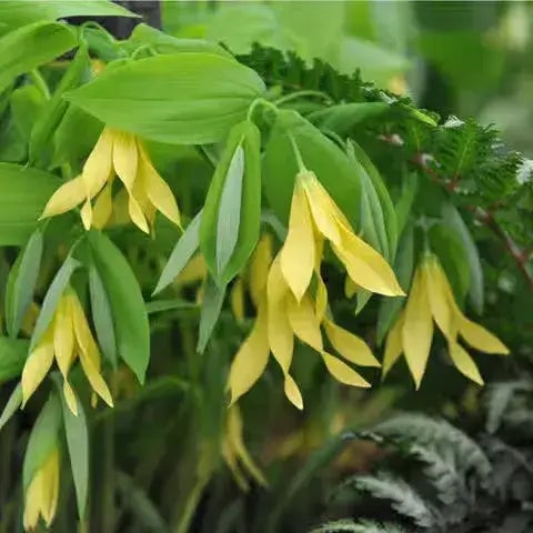 Bellflower plant