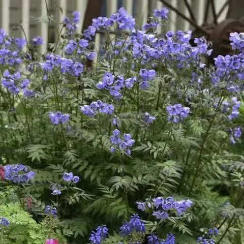 Jacob’s ladder plant
