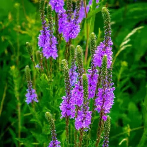 Blue Vervain plant