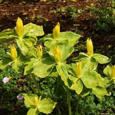 Yellow Trillium plant