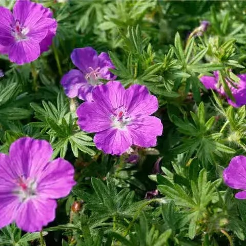 Wild Geranium Plant