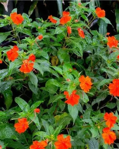 Jewelweed plant