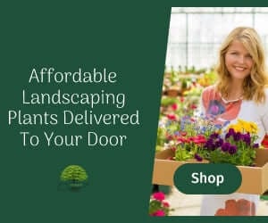 TN Nursery Affordable Plants