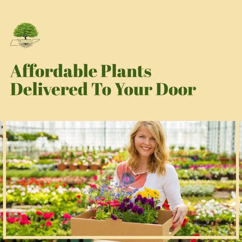 TN Nursery Affordable Plants