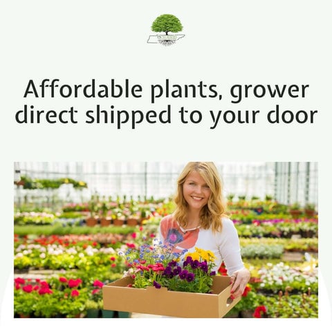TN Nursery Affordable Plants