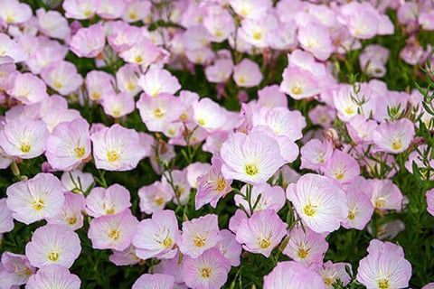 primrose