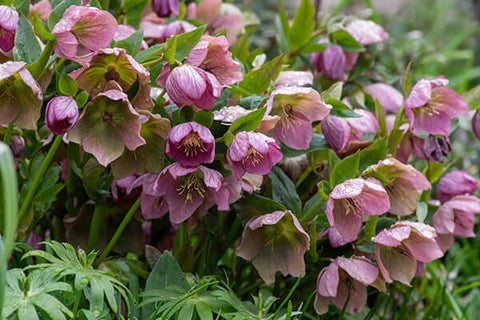 Lenten Rose
