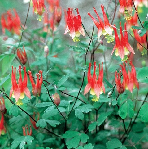 Columbine Plant