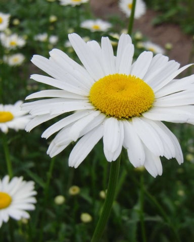 Daisy