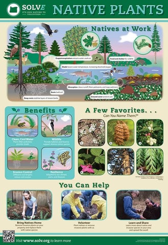 Native Plants
