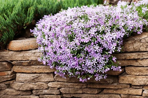 creeping-phlox-spilling-over-rocks