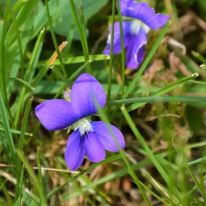 The bright purple color of bird's foot violet stands out in the garden