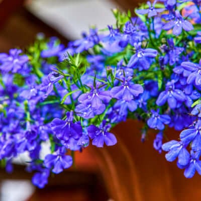 BLUE LOBELIA plant
