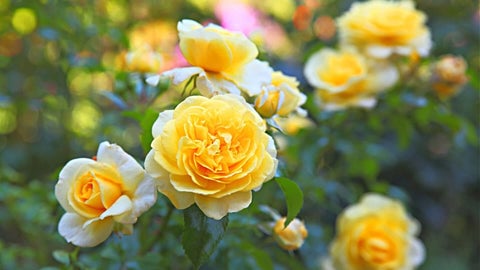 Yellow Roses