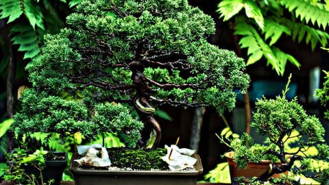 Bonsai