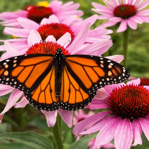 Butterfly Plants