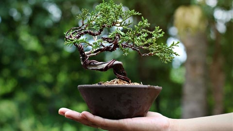 Bonsai