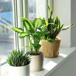 Plant Shelter