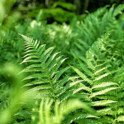 Ferns