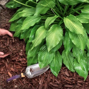 Mulching