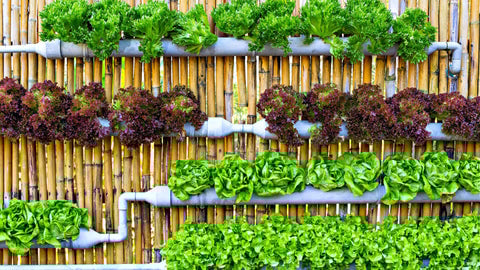 Vertical Gardening