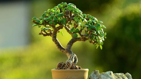Bonsai