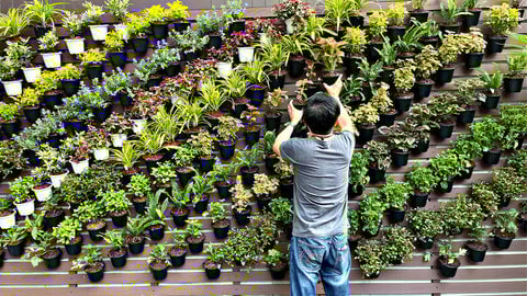 Vertical Gardening