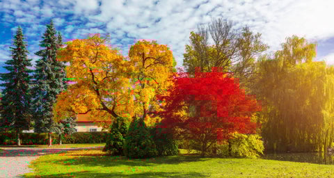 Fall Trees