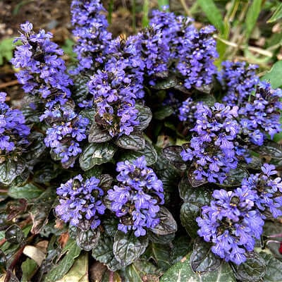Perennial plants