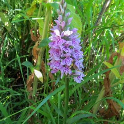 ADAM & EVE ORCHID plant