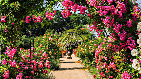 Pink Roses