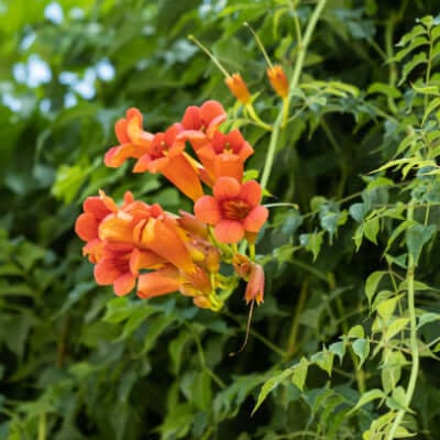 Trumpet Vine