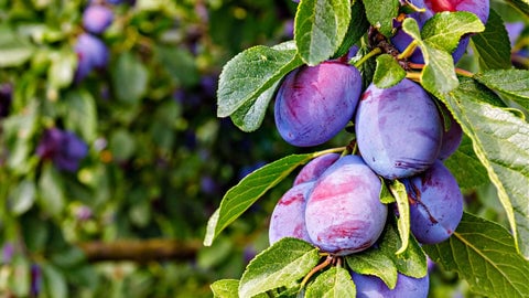 Fig Tree