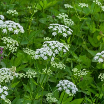 BISHOPS WEED GROUND ELDER plant