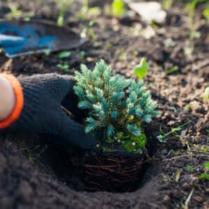 Planting Groundcovers