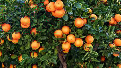 Fruit Tree