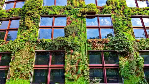 Vertical Gardening