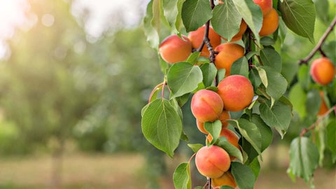 Persimmon Tree