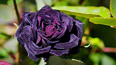 Black Rose