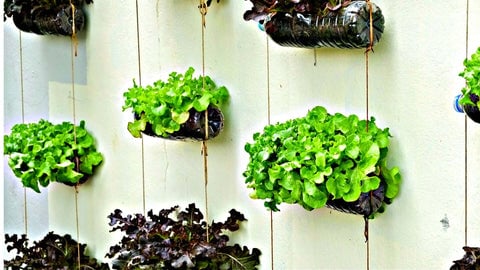Vertical Gardening