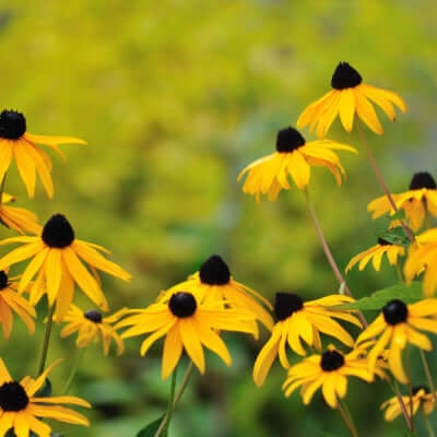BROWN EYED SUSAN plant
