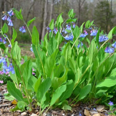 Virginia Bluebell plant