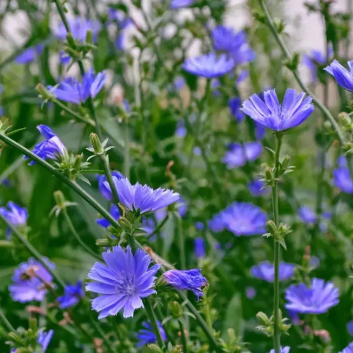 Chicory has small, round flowers with many petals