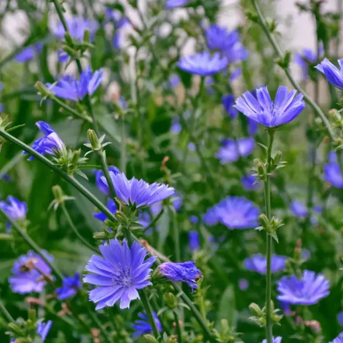 Chicory has small, round flowers with many petals