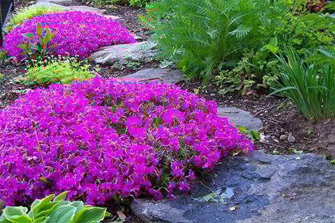 garden color