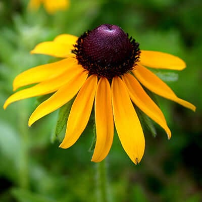 Black Eyed Susan